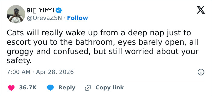 Wait, These 55 Cat Tweets Nailed It So Hard It Hurts (In a Good Way)