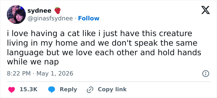 Wait, These 55 Cat Tweets Nailed It So Hard It Hurts (In a Good Way)