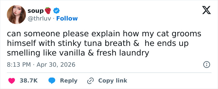 Wait, These 55 Cat Tweets Nailed It So Hard It Hurts (In a Good Way)