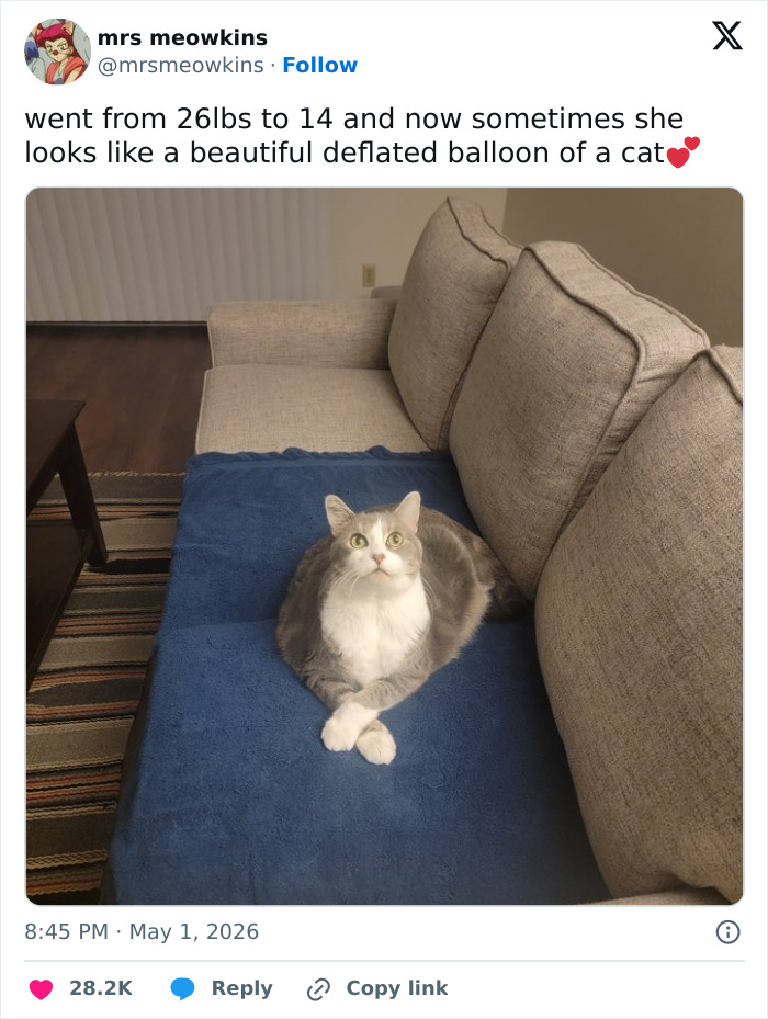 Wait, These 55 Cat Tweets Nailed It So Hard It Hurts (In a Good Way)