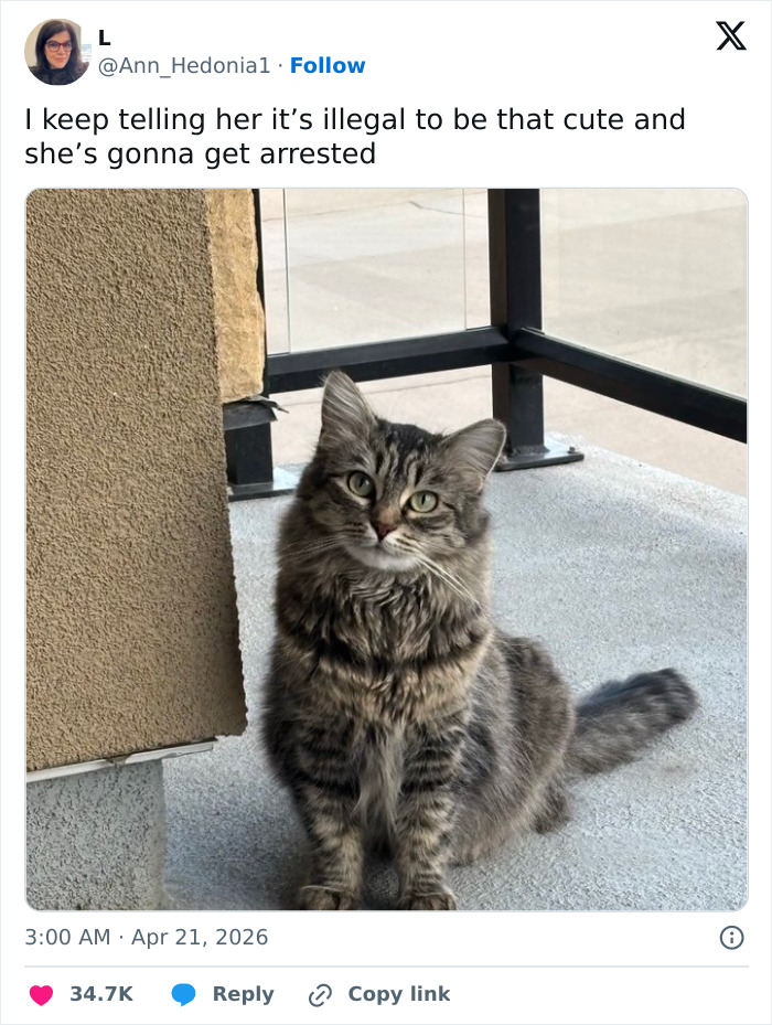 Wait, These 55 Cat Tweets Nailed It So Hard It Hurts (In a Good Way)