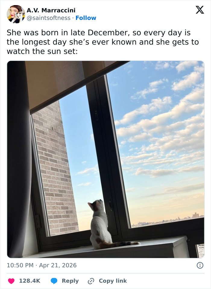 Wait, These 55 Cat Tweets Nailed It So Hard It Hurts (In a Good Way)
