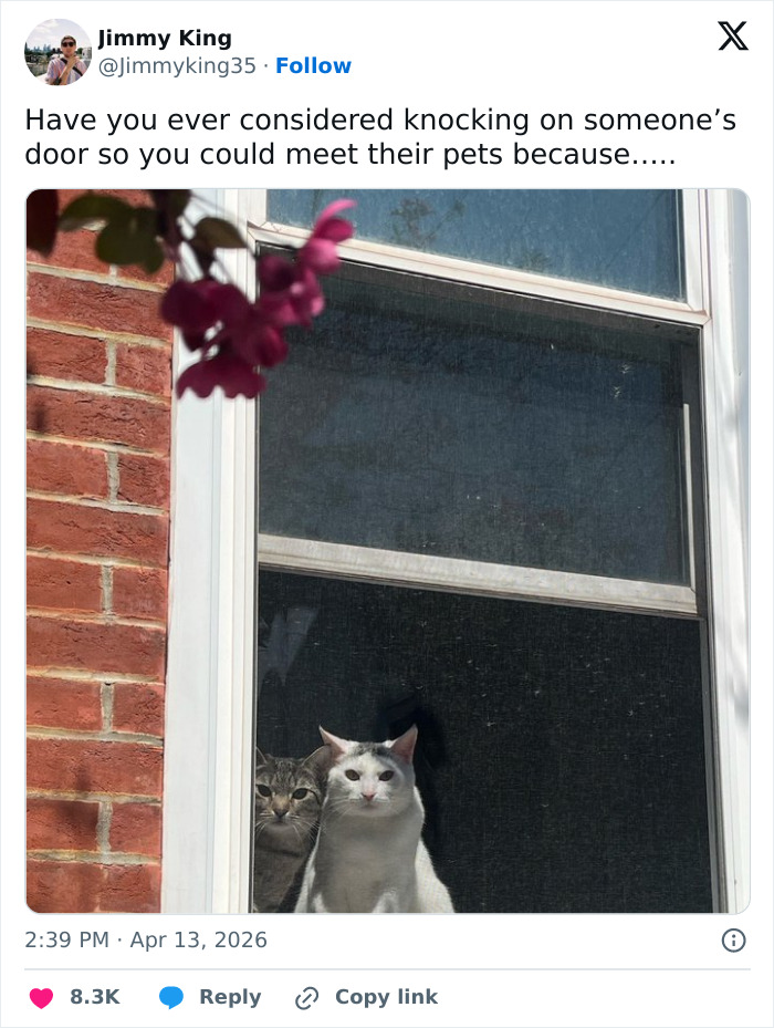 Wait, These 55 Cat Tweets Nailed It So Hard It Hurts (In a Good Way)