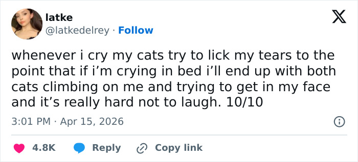 Wait, These 55 Cat Tweets Nailed It So Hard It Hurts (In a Good Way)