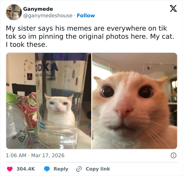 Wait, These 55 Cat Tweets Nailed It So Hard It Hurts (In a Good Way)