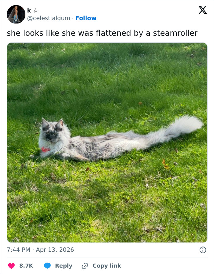 Wait, These 55 Cat Tweets Nailed It So Hard It Hurts (In a Good Way)