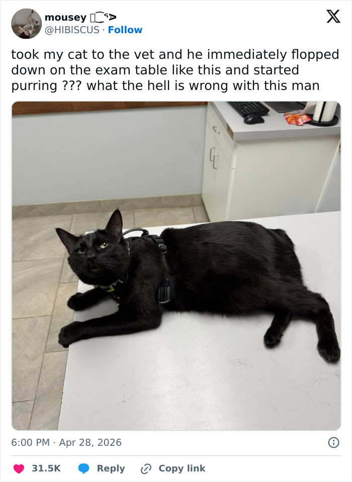Wait, These 55 Cat Tweets Nailed It So Hard It Hurts (In a Good Way)