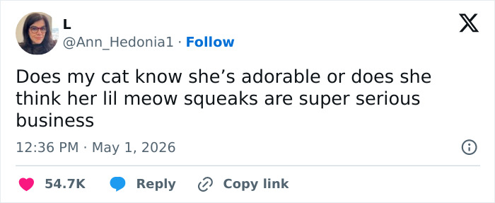 Wait, These 55 Cat Tweets Nailed It So Hard It Hurts (In a Good Way)