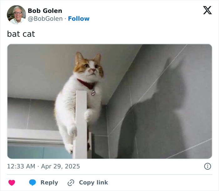Wait, These 55 Cat Tweets Nailed It So Hard It Hurts (In a Good Way)