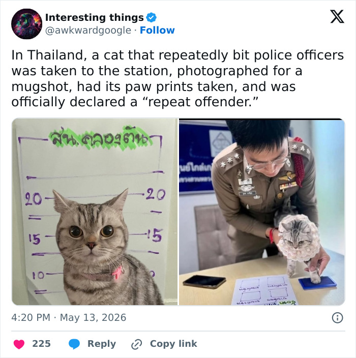 Wait, These 55 Cat Tweets Nailed It So Hard It Hurts (In a Good Way)