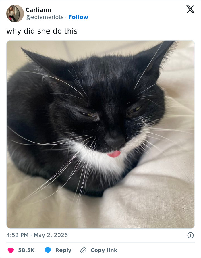 Wait, These 55 Cat Tweets Nailed It So Hard It Hurts (In a Good Way)