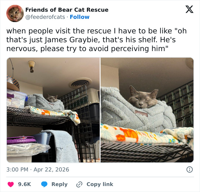 Wait, These 55 Cat Tweets Nailed It So Hard It Hurts (In a Good Way)
