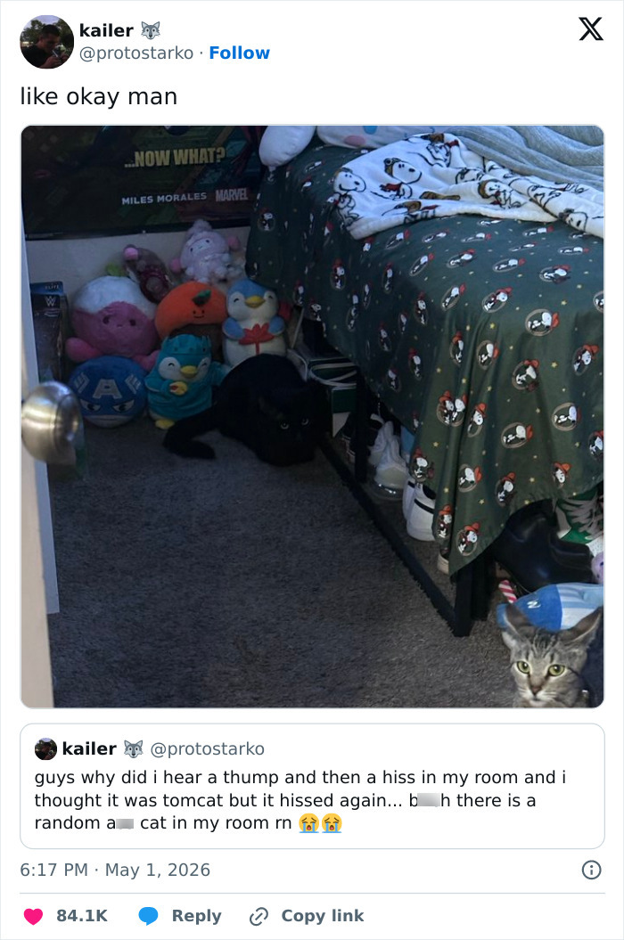 Wait, These 55 Cat Tweets Nailed It So Hard It Hurts (In a Good Way)