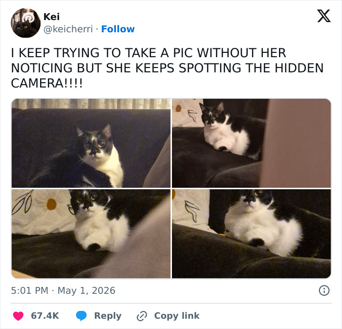 Wait, These 55 Cat Tweets Nailed It So Hard It Hurts (In a Good Way)