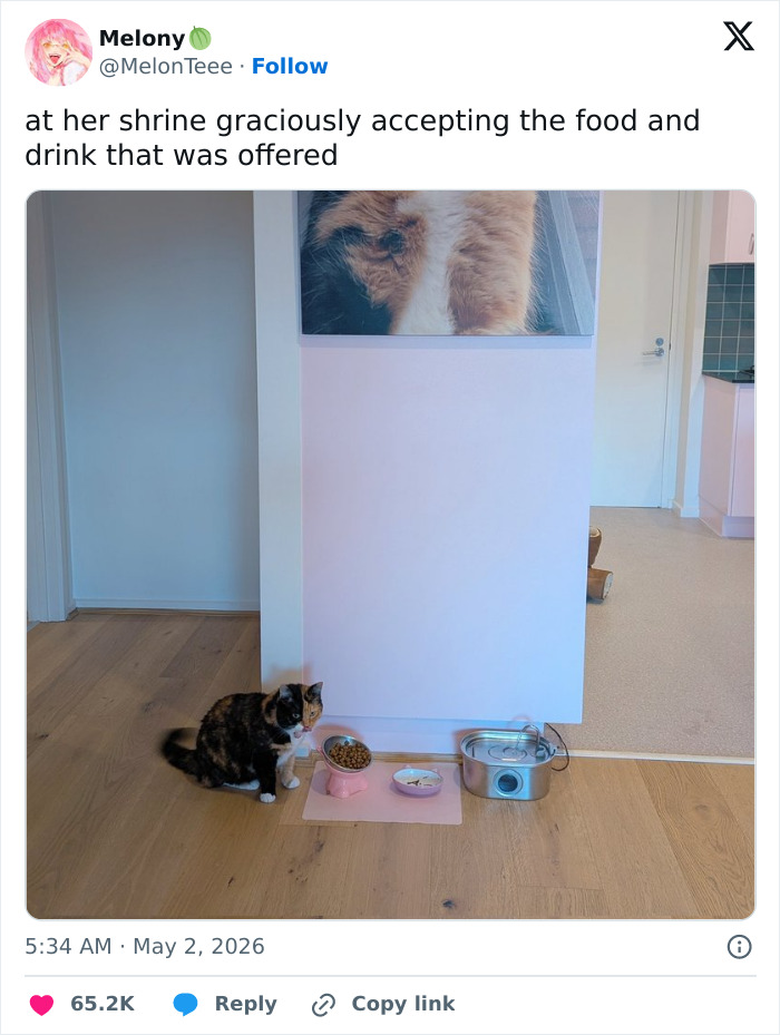 Wait, These 55 Cat Tweets Nailed It So Hard It Hurts (In a Good Way)