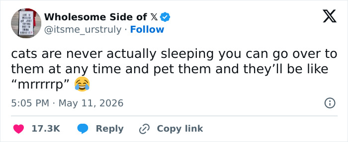 Wait, These 55 Cat Tweets Nailed It So Hard It Hurts (In a Good Way)