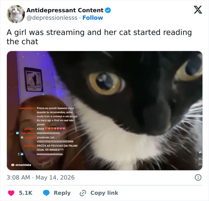 Wait, These 55 Cat Tweets Nailed It So Hard It Hurts (In a Good Way)