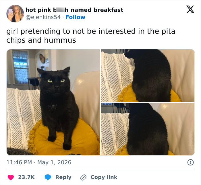 Wait, These 55 Cat Tweets Nailed It So Hard It Hurts (In a Good Way)