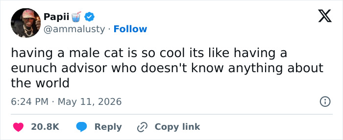 Wait, These 55 Cat Tweets Nailed It So Hard It Hurts (In a Good Way)