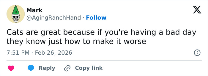 Wait, These 55 Cat Tweets Nailed It So Hard It Hurts (In a Good Way)