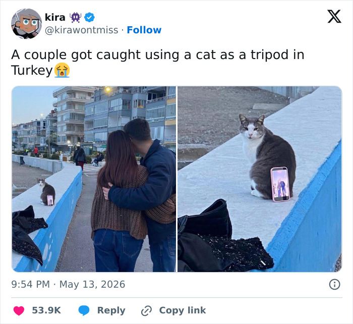 Wait, These 55 Cat Tweets Nailed It So Hard It Hurts (In a Good Way)