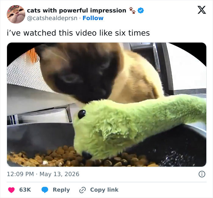 Wait, These 55 Cat Tweets Nailed It So Hard It Hurts (In a Good Way)