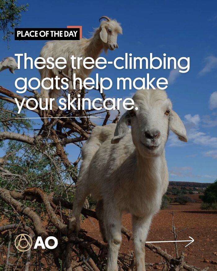 Souss Massa, Morocco: Goats That Climb Trees (Yes, Really)