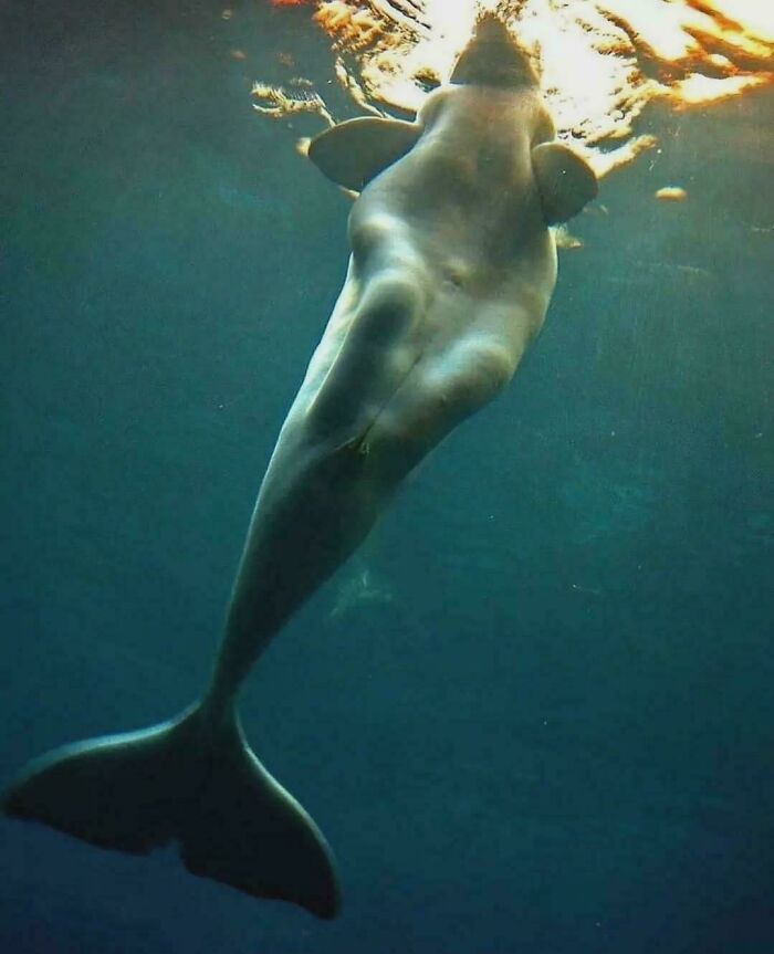 Beluga Whale from a Totally New Angle