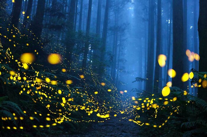 Fireflies Lighting Up the Night (Photo by Shirley Wung)