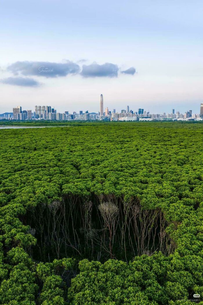 40% of This Huge City Is Forests? Shenzhen, China, for the Win!