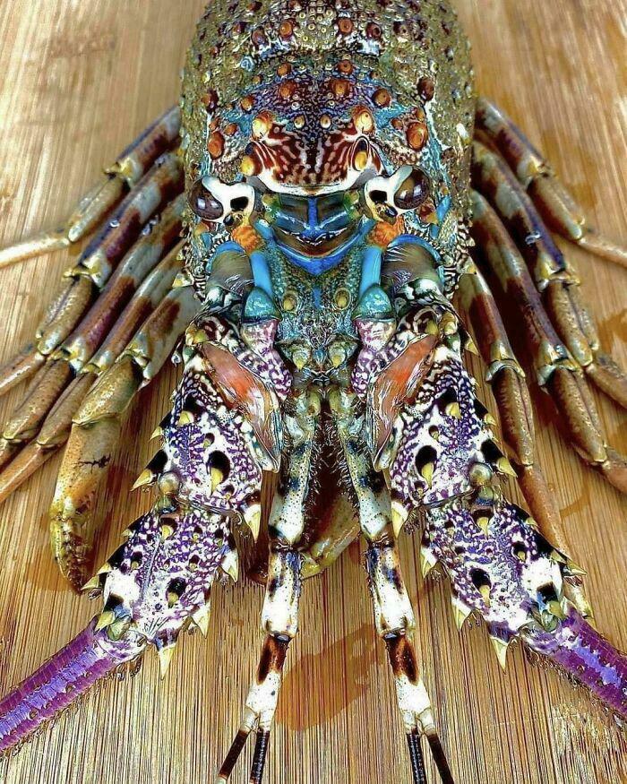 Check Out This Tropical Rock Lobster