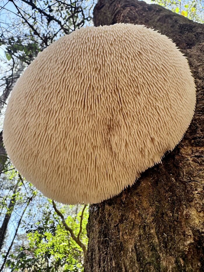 Giant Lion’s Mane Mushroom That’s Basically a Puffball King