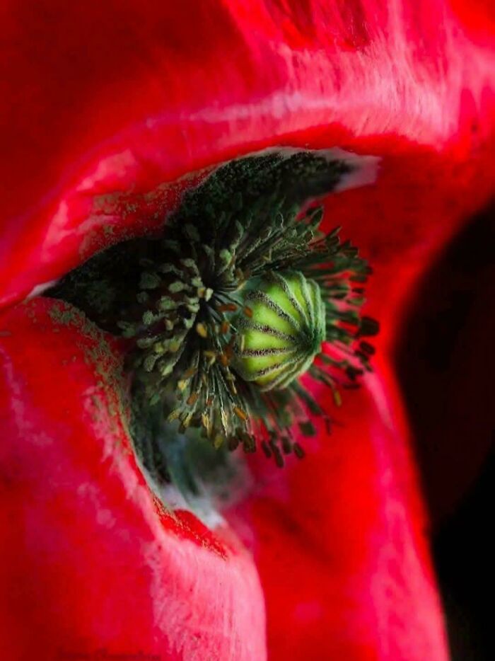 Get Up Close With a Poppy Flower