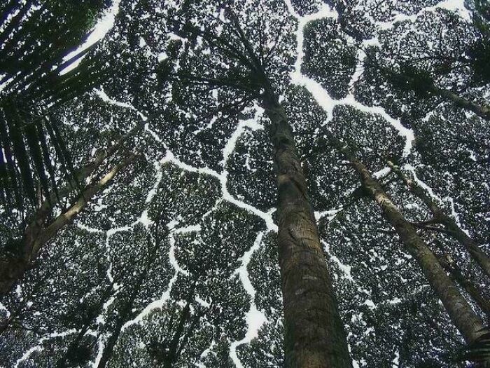 Trees That Don’t Quite Overlap—Nature’s Perfect Spacing
