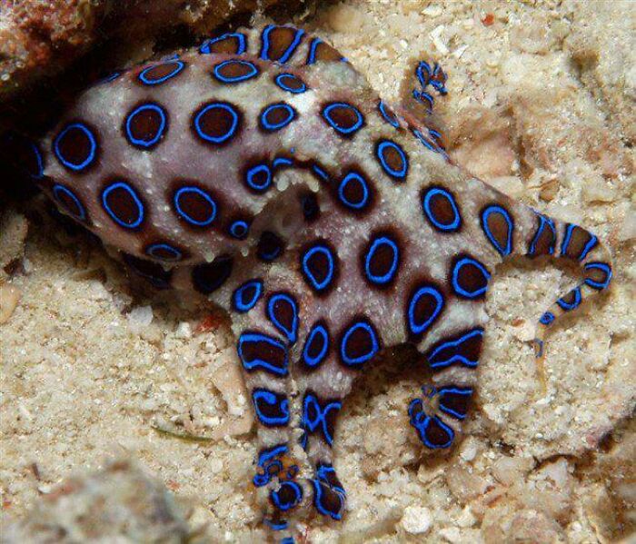 These 78 Pics Will Make You Say "Wait, What?!" Because Yes, They Really Exist