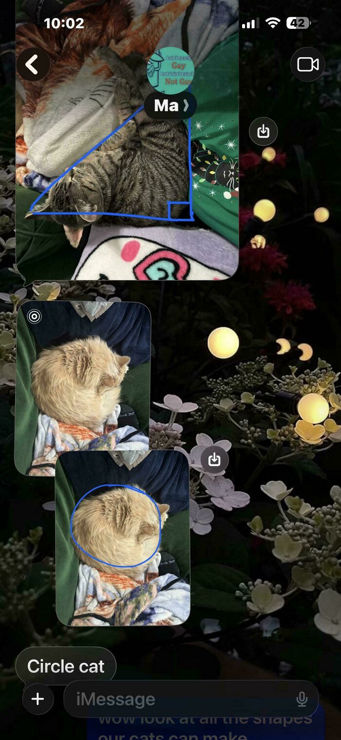 Mom’s Cat Photos Level: Shapes Master