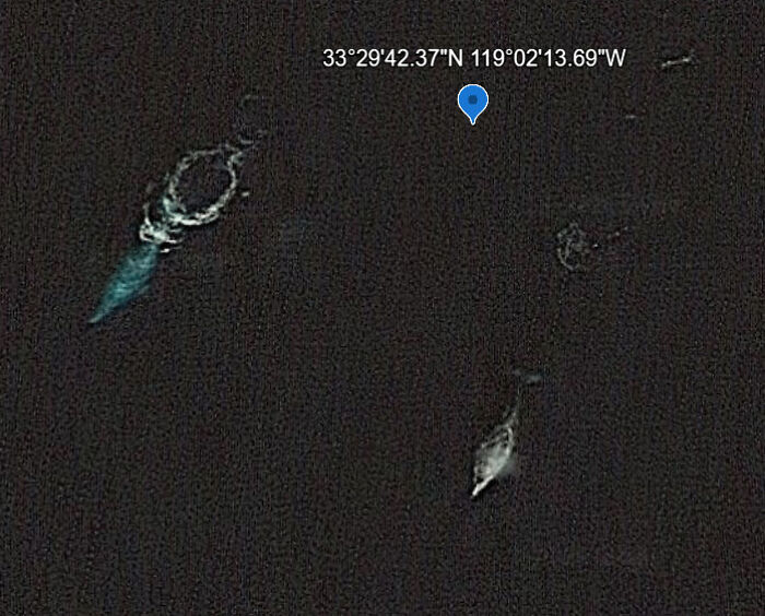 Two Whales Caught On Google Earth—Whoa!