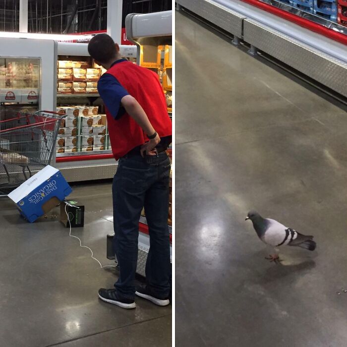 Employee On A Mission: Chasing After A Pigeon In The Store
