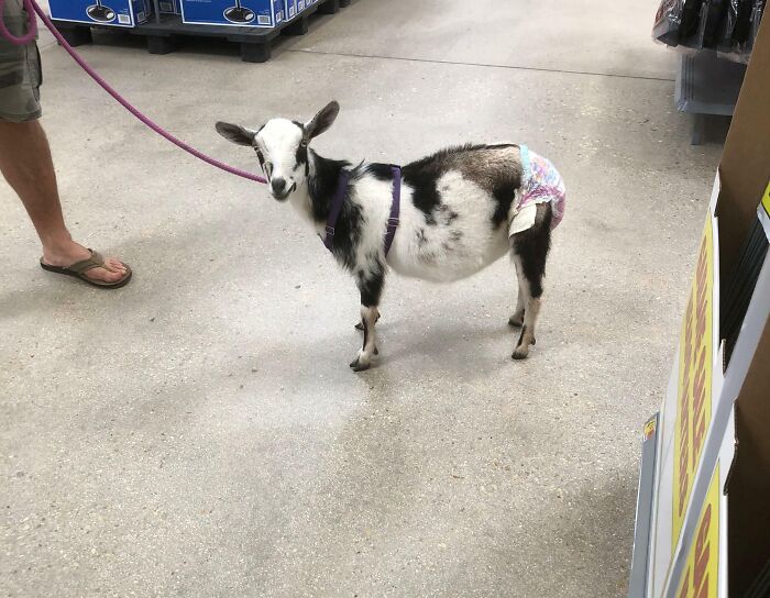 Wait, They Actually Spotted These Wild Characters At The Grocery Store?!