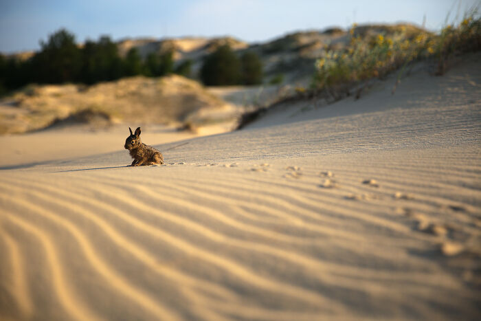 Oleshky Sands: Europe’s Very Own Desert In Ukraine