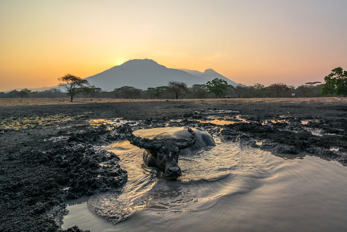 Feral Buffalo Chillin’ in Indonesia’s National Park