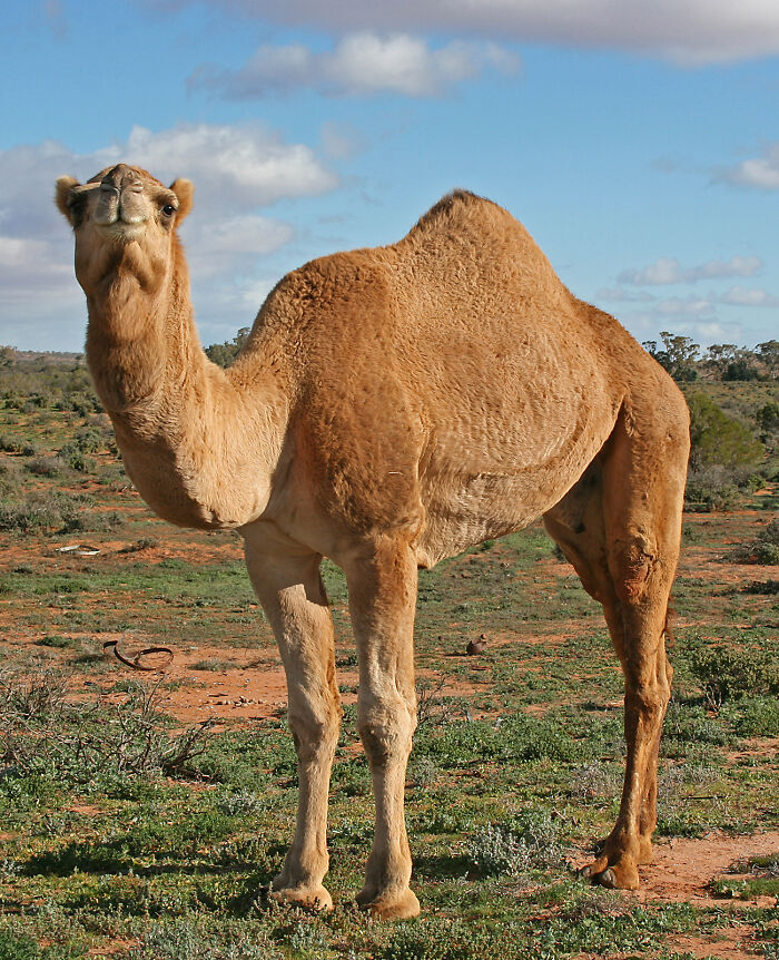 Dromedary Camel? In Australia’s Outback!