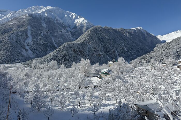 Snow-Covered Orchards in India’s Sangla Valley