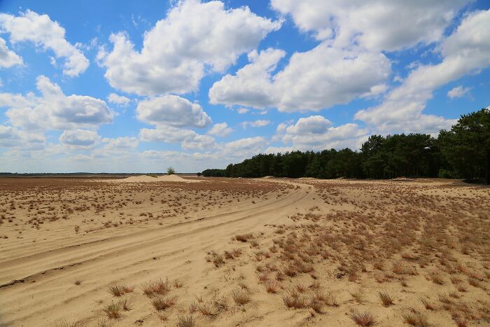 Lieberose Desert: Germany’s Solar-Powered Sand Spot