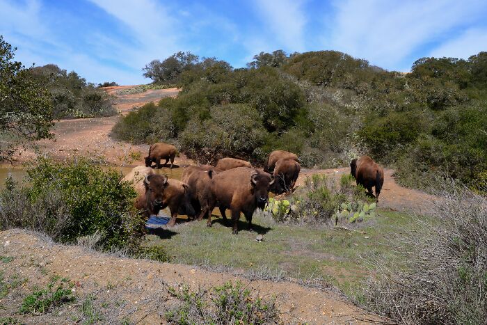 Bison Taking Over Catalina Island, USA