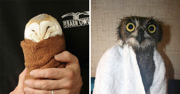 Wait Till You See These Owls Snuggled Up Like Tiny Feathered Burritos!