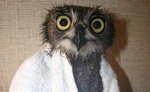 Wait Till You See These Owls Snuggled Up Like Tiny Feathered Burritos!