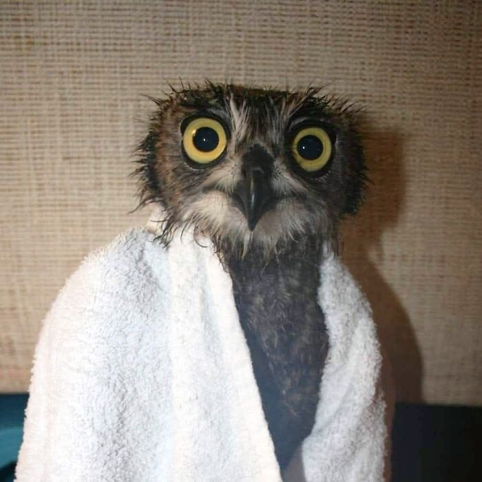 Wait Till You See These Owls Snuggled Up Like Tiny Feathered Burritos!