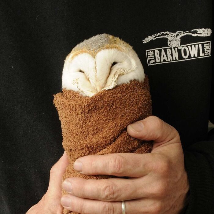 Wait Till You See These Owls Snuggled Up Like Tiny Feathered Burritos!