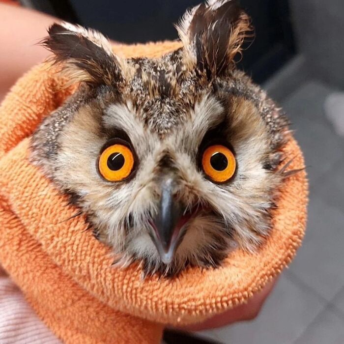Wait Till You See These Owls Snuggled Up Like Tiny Feathered Burritos!